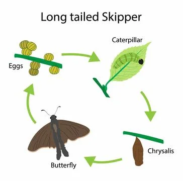 Long tailed skipper life cycle, caterpillar forms a pupa Stockillustratie