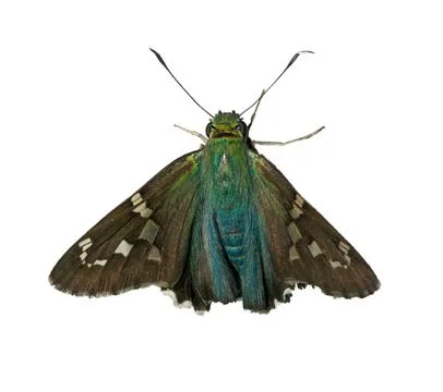 Long tailed skipper or bean leafroller - Urbanus proteus - large butterfly .. Stock Photos