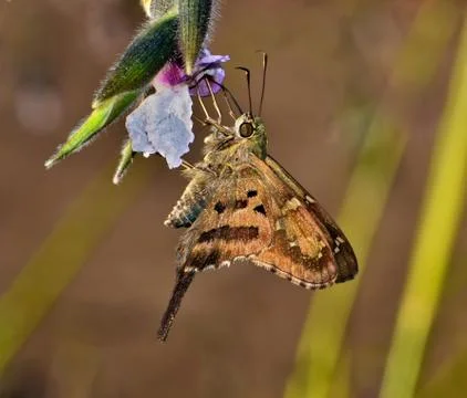 Long-Tailed Skipper Stock Photos