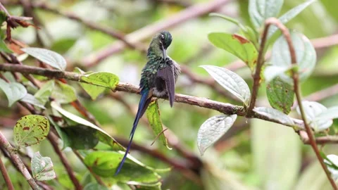 Long-tailed Sylph preening feathers in cloud forest close up Stock Footage 297485345
