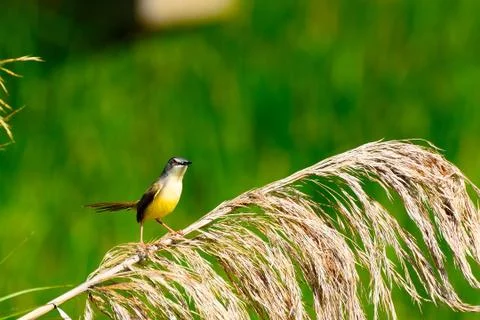 Long-tailed tailor bird Stock Photos