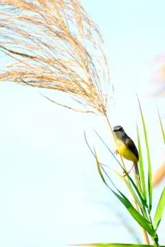 Long-tailed tailor bird Stock Photos
