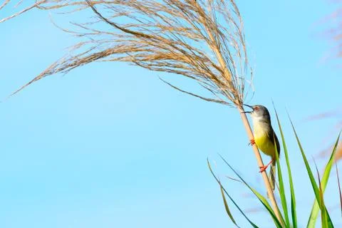 Long-tailed tailor bird Stock Photos