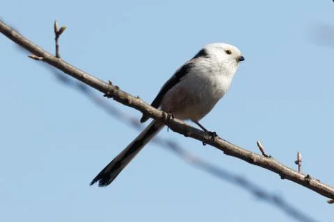 Long-tailed tit 1 Stock Photos