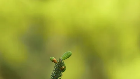 Long tailed tit  2 17 5 Aegithalos caudatus perches on pine top after feeding Stock Footage 120217065