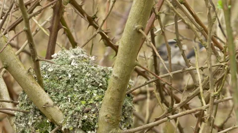 Long tailed tit 2 Aegithalos caudatus nest building 動画素材 148499119