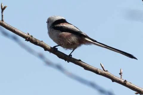 Long-tailed tit 2 Stock Photos