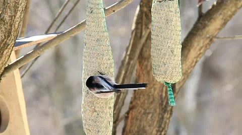 Long-tailed Tit 3 Stock Footage 10854299