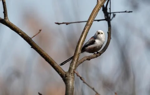 Long-tailed tit 4 Stock Photos