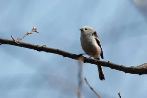 Long-tailed tit 4 Stock Photos