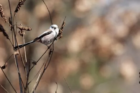 Long-tailed tit 5 Stock Photos