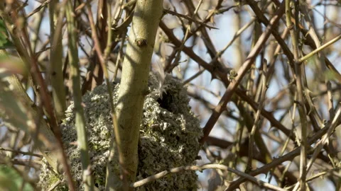 Long tailed tit 6a Aegithalos caudatus nest building Video stock 148499233