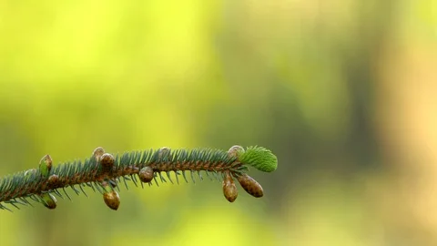 Long tailed tit 9 17 5 Aegithalos caudatus lands on fir branch near nest Video stock 120217182