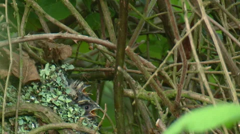 Long Tailed Tit ( Aegithalos caudatus) feeding young at nest Stock Footage 56584770