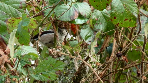 Long Tailed Tit ( Aegithalos caudatus) building nest with spiders web. Stock Footage 56608604