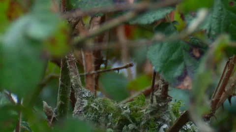 Long Tailed Tit ( Aegithalos caudatus) nest building with lichen Stock Footage 56609031