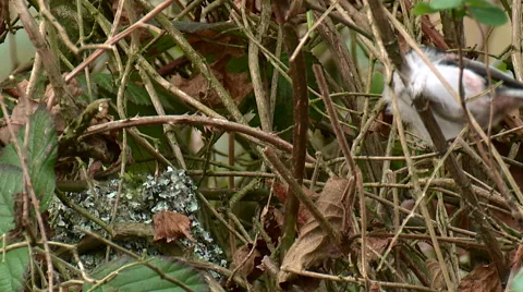 Long Tailed Tit ( Aegithalos caudatus) aT nest with feather for lining Stock Footage 56644764