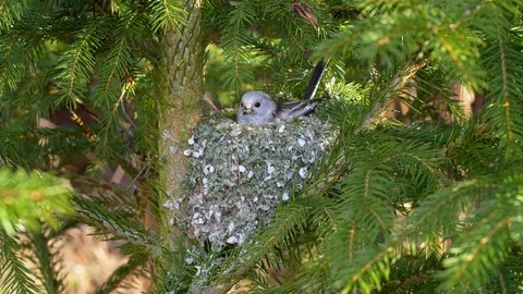 Long-tailed tit (Aegithalos caudatus) building nest Video stock 104824227