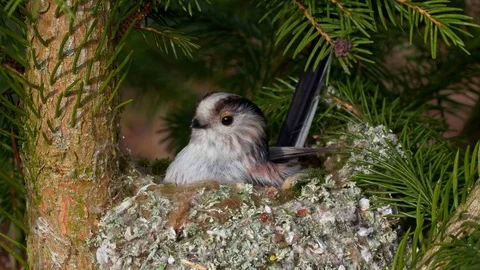 Long-tailed tit (Aegithalos caudatus) building nest Video stock 104824424