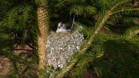 Long-tailed tit (Aegithalos caudatus) building nest Stock-Footage 104824485