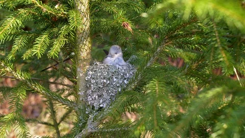 Long-tailed tit (Aegithalos caudatus) building nest Stock-Footage 104824703
