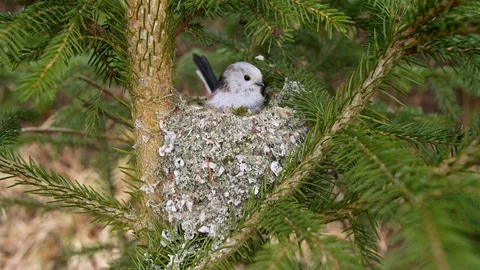 Long-tailed tit (Aegithalos caudatus) building nest Video stock 104824852