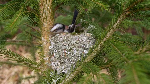 Long-tailed tit (Aegithalos caudatus) building nest Stock-Footage 104824965