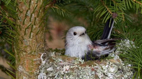 Long-tailed tit (Aegithalos caudatus) building nest Stock-Footage 104825233