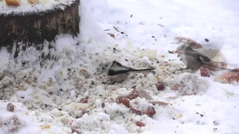 Long-tailed tit Aegithalos caudatus on a stump feeder 2 Stock Footage 169597853