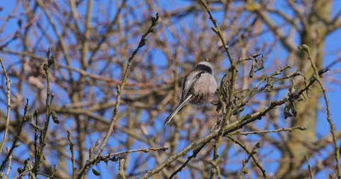 Long-tailed Tit Aegithalos caudatus in winter in slow motion Stock Footage 328030949