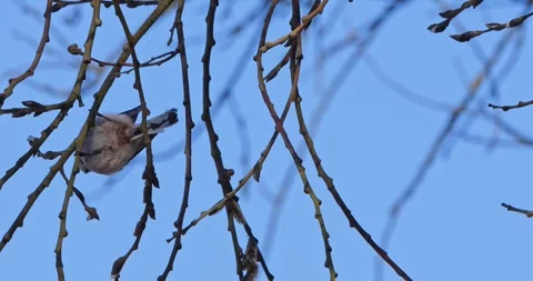 Long-tailed Tit Aegithalos caudatus in winter in slow motion Stock Footage 328031185