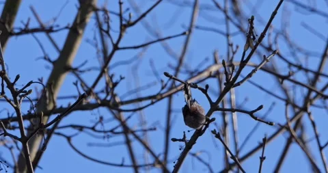 Long-tailed Tit Aegithalos caudatus in winter in slow motion Stock Footage 328031674