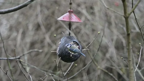 Long-tailed tit and Eurasian blue tit on bird feeder in winter. coconut Video stock 71098769