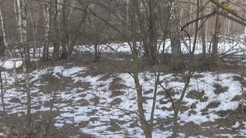 Long-tailed tit and nuthatch, forest Video stock 104007830