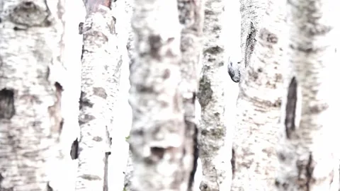 The long-tailed tit in the birch forest (Aegithalos caudatus) Stock Footage 344030609