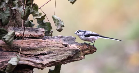Long-Tailed Tit bird eating larvae worms and seeds on a damaged bark flying away Video stock 239103279