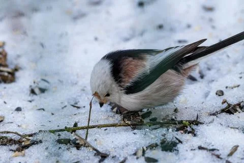 Long tailed tit bird foraging on snow in winter Foto stock