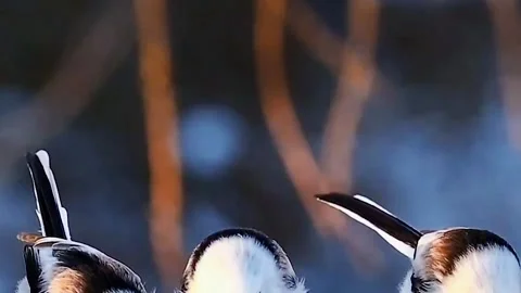 Long tailed tit bird on ground feeding Aegithalos caudatus winter scene natural  Stock Footage 252436192