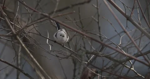 Long-tailed tit bird. Long-tailed tit - Aegithalos caudatus, Stock Footage 341157915