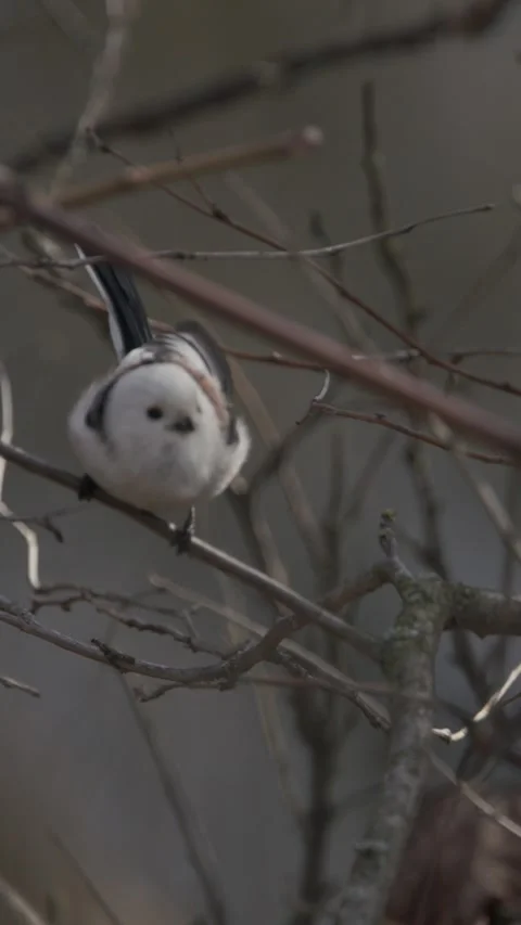 Long-tailed tit bird. Long-tailed tit - Aegithalos caudatus, Stock Footage 341366092