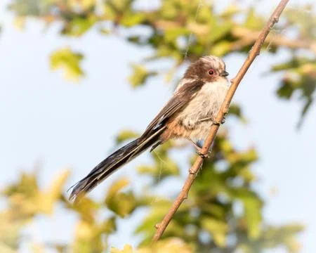 Long tailed tit on a branch Stock Photos