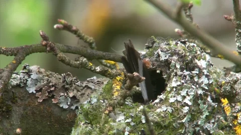 Long tailed tit building a nest Stock Footage 268987189