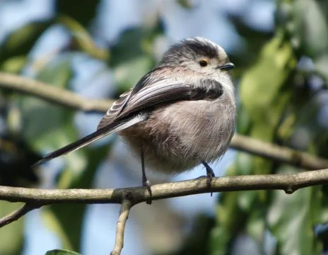 Long Tailed Tit (Close-up on Tree Branch) Stock Photos