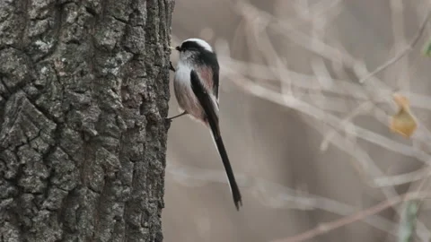 Long-tailed tit eating tree bark and flying away Stock Footage 231769292