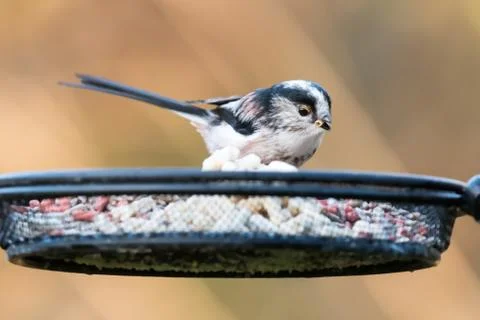 Long tailed tit feeder Stock Photos