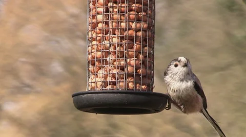 A long-tailed tit feeding on some nuts in a garden Stock-Footage 61167987