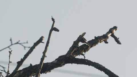 Long-tailed Tit Flying and Ruffling Feathers Stockbeeldmateriaal 334670223