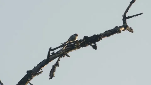 Long-tailed Tit Flying Between Branches Vídeos de archivo 334671004