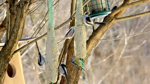Long-tailed tit. Stock Footage 10842222