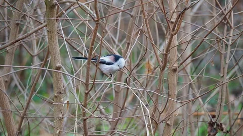 Long-tailed tit Stock-Footage 122258041